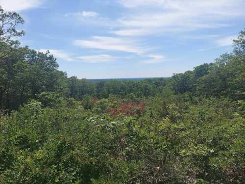 A scenic view of a lush green forest under a blue sky with wispy clouds, stretching into the distance.