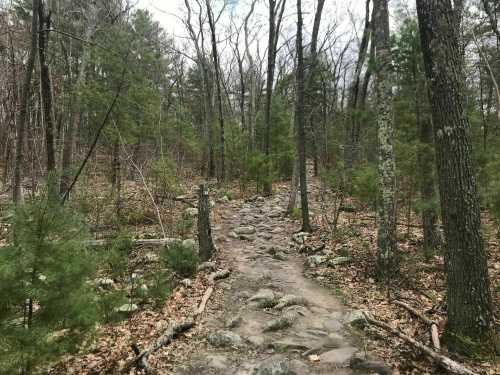 A rocky trail winding through a forest with sparse trees and scattered leaves on the ground.