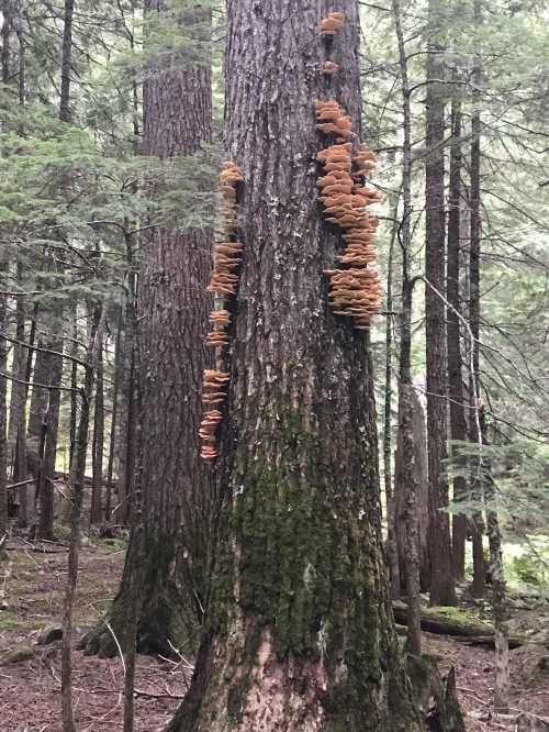 A tree trunk in a forest with clusters of orange-brown fungi growing on its side, surrounded by green foliage.