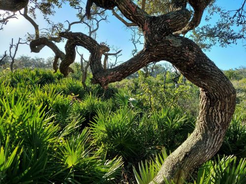 Twisted tree branches above lush green foliage under a clear blue sky.