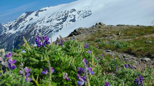Vibrant purple flowers in the foreground with snow-capped mountains and a clear blue sky in the background.