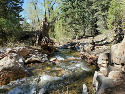 A serene stream flows through a forested area, surrounded by rocks and fallen trees, with lush greenery in the background.