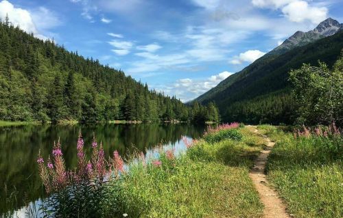 A serene landscape featuring a calm lake, lush green trees, and vibrant pink flowers along a winding path.