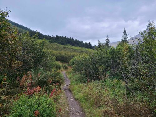 A winding dirt path through lush greenery and trees under a cloudy sky.