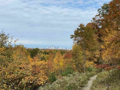 A scenic view of a colorful autumn landscape with a city skyline in the distance under a cloudy sky.