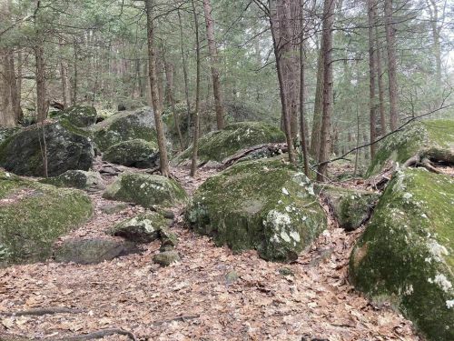 A forest scene with large moss-covered rocks and scattered leaves on the ground, surrounded by tall trees.