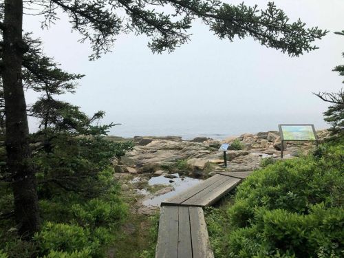 A misty coastal scene with rocky shore, wooden path, and greenery, leading to a view of the ocean.