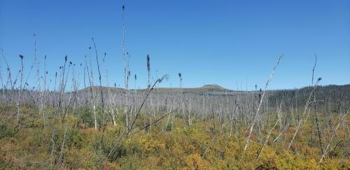 A landscape with tall, bare trees and colorful underbrush under a clear blue sky, with hills in the background.