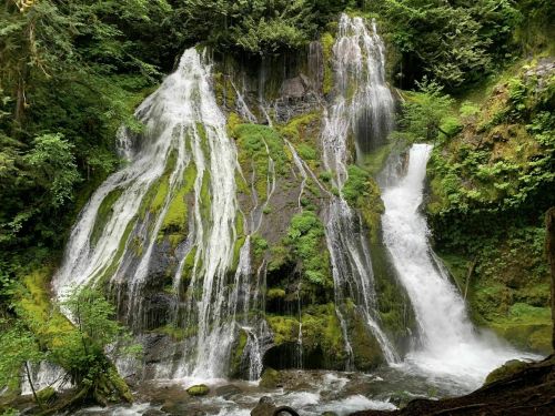 A lush waterfall cascading over moss-covered rocks, surrounded by vibrant green foliage in a serene forest setting.