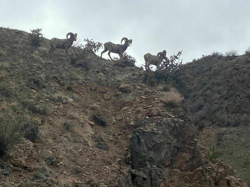 Four bighorn sheep navigate a rocky hillside with sparse vegetation under a cloudy sky.