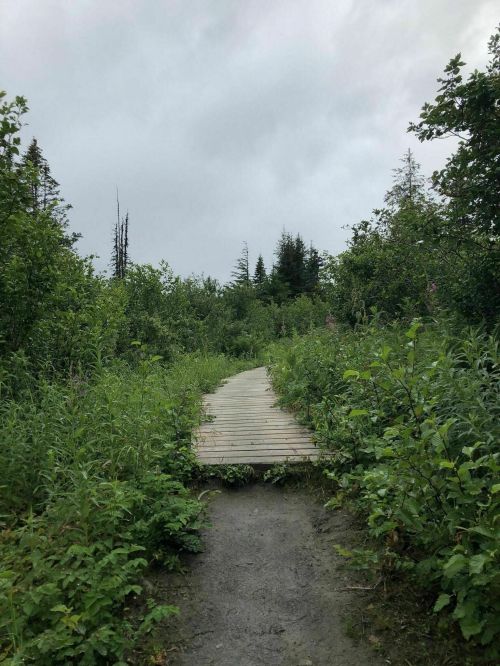 A wooden path winds through lush greenery under a cloudy sky, leading into a serene natural setting.