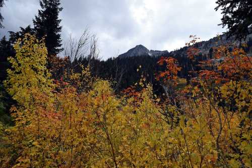 A scenic view of autumn foliage in vibrant yellow and orange, with a mountain backdrop under a cloudy sky.