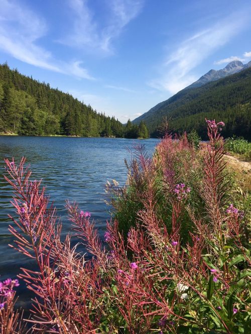 A serene lake surrounded by lush greenery and pink wildflowers, with mountains in the background under a blue sky.