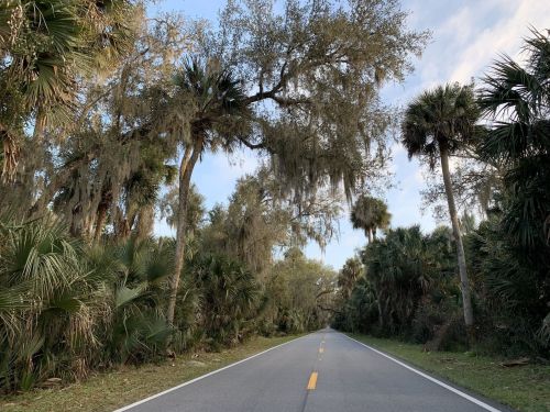 A quiet road lined with palm trees and Spanish moss, surrounded by lush greenery under a clear sky.