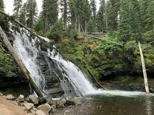 A serene waterfall cascades over rocks, surrounded by lush green trees and mossy terrain.