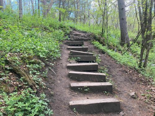 A dirt path with wooden steps leading up through a lush, green forest.