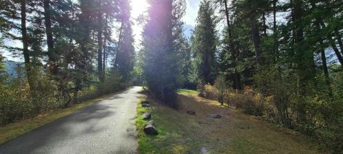 A sunlit path through a forest, surrounded by tall trees and patches of grass, creating a serene outdoor scene.