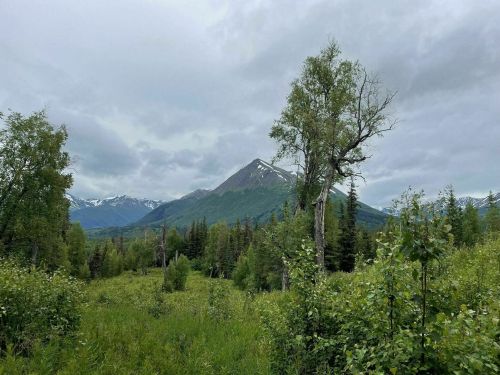 A lush green landscape with trees and mountains under a cloudy sky, showcasing a serene natural setting.
