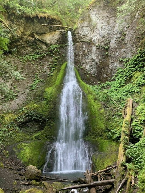 A serene waterfall cascades down moss-covered rocks, surrounded by lush greenery and fallen logs in a forested area.