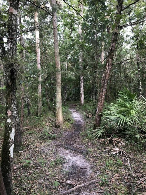 A narrow dirt path winding through a dense forest with tall trees and lush greenery on either side.