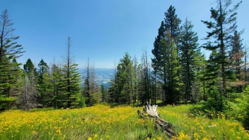 A vibrant meadow filled with yellow flowers, surrounded by tall green trees under a clear blue sky.