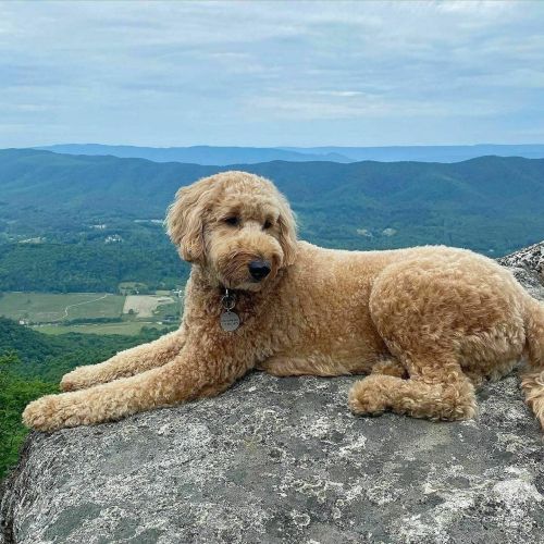 A fluffy golden dog lounging on a rocky ledge with a scenic mountain view in the background.