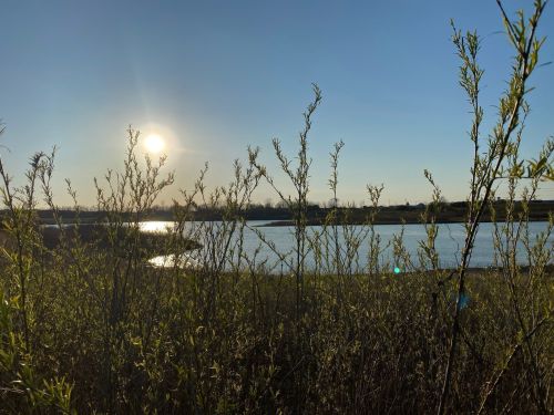 Sunset over a calm river, framed by tall grasses and plants in the foreground.