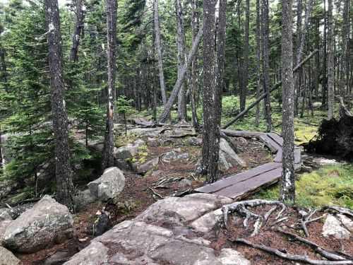 A forest path made of wooden planks winds through a dense area of trees and rocks, surrounded by greenery.