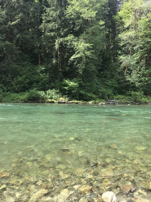 A clear, turquoise river flows through a lush green forest, with rocks visible beneath the water's surface.
