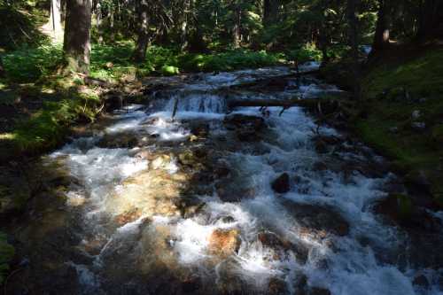 A serene stream flows over rocks, surrounded by lush greenery and trees in a peaceful forest setting.