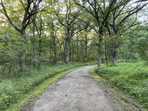A winding dirt path through a lush green forest with tall trees and soft sunlight filtering through the leaves.
