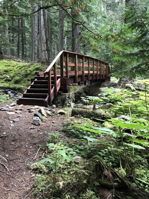 A wooden bridge arches over a small stream, surrounded by lush green foliage and tall trees in a forest setting.