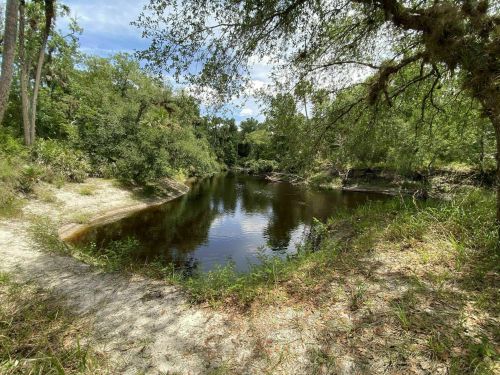 A serene riverbank scene with lush greenery and calm water under a clear blue sky.