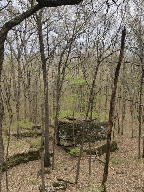 A rocky outcrop surrounded by bare trees and budding greenery in a forested area.