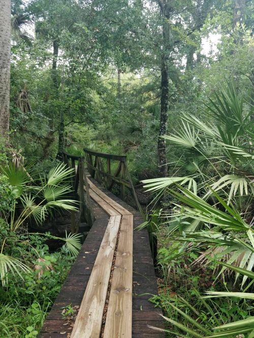 A wooden bridge winding through a lush, green forest with palm leaves and dense vegetation on either side.