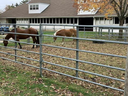 Two horses graze in a fenced area with fallen leaves, near a barn with a brown roof and large windows.