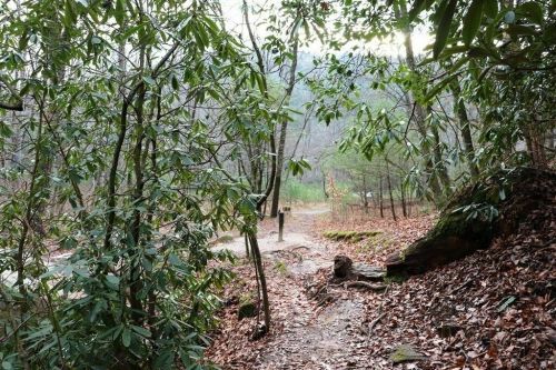 A wooded path surrounded by greenery and fallen leaves, leading into a misty forest.