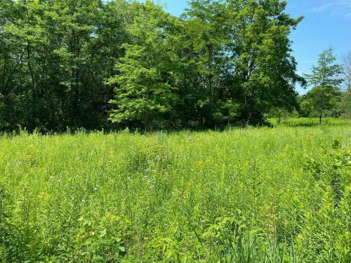 Lush green field with wildflowers, bordered by trees under a clear blue sky.