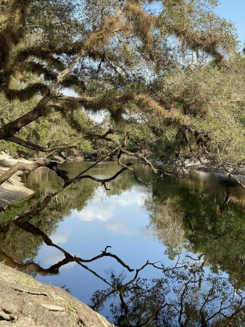 A serene river scene with overhanging trees reflecting in calm water under a clear blue sky.