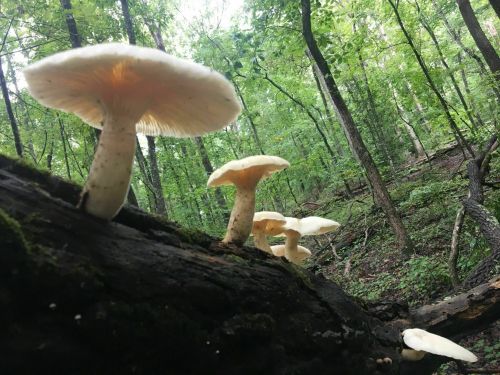 A row of white mushrooms growing on a fallen log in a lush green forest.