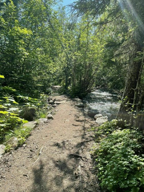 A sunlit path through lush greenery alongside a flowing stream in a serene forest setting.