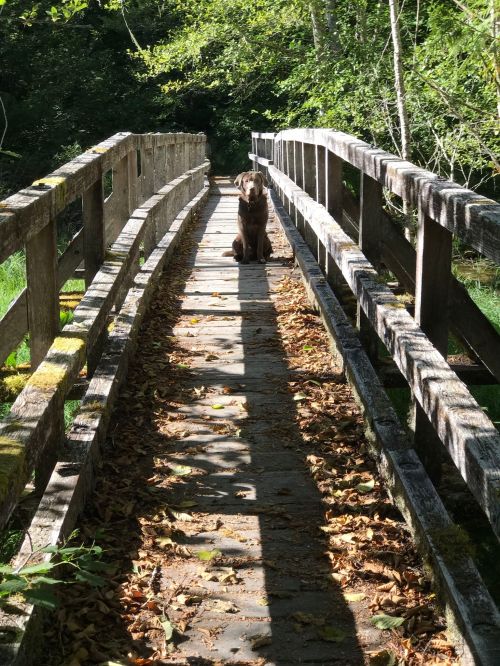 A dog sits on a wooden bridge surrounded by trees and fallen leaves, with sunlight casting long shadows.