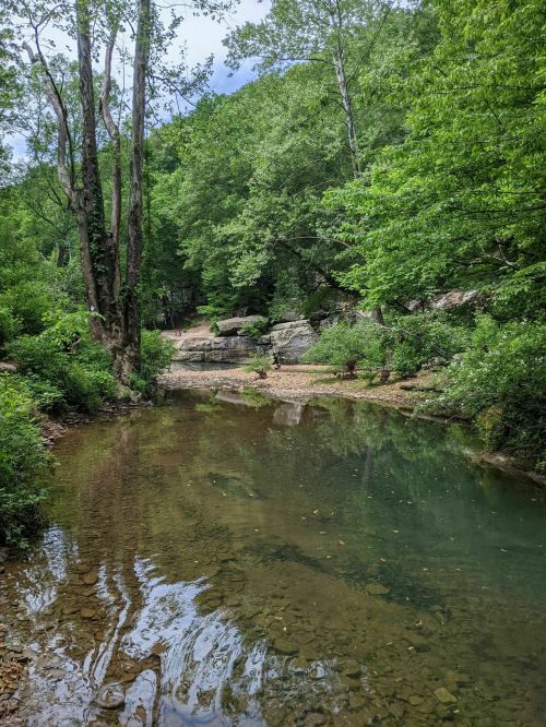 A serene forest scene featuring a calm stream surrounded by lush green trees and rocky banks.