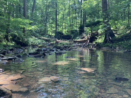A serene forest stream with clear water, surrounded by lush greenery and rocky banks under dappled sunlight.