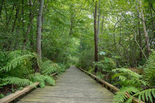 A wooden boardwalk leads through a lush green forest, surrounded by ferns and tall trees.