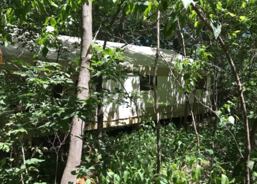 A secluded trailer surrounded by dense greenery and trees in a forested area.