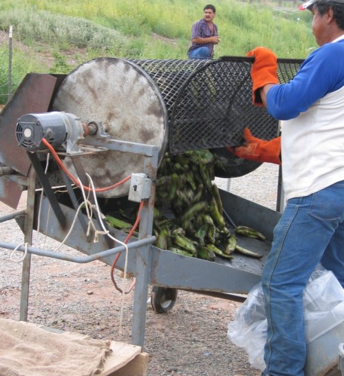 A worker in gloves operates a machine, unloading green produce onto the ground, with another person in the background.