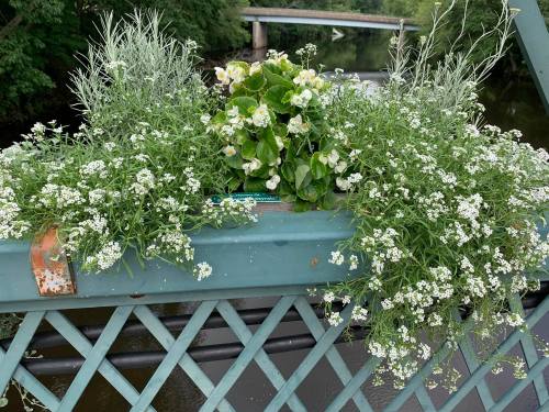 A green bridge railing adorned with white flowers and greenery, overlooking a calm river surrounded by trees.