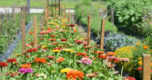 A vibrant flower garden with rows of colorful zinnias and green plants in the background.