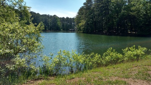 A serene lake surrounded by lush greenery and trees under a clear blue sky.